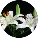 Rajika Lekshman profile picture