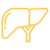 liver