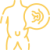 umbilical